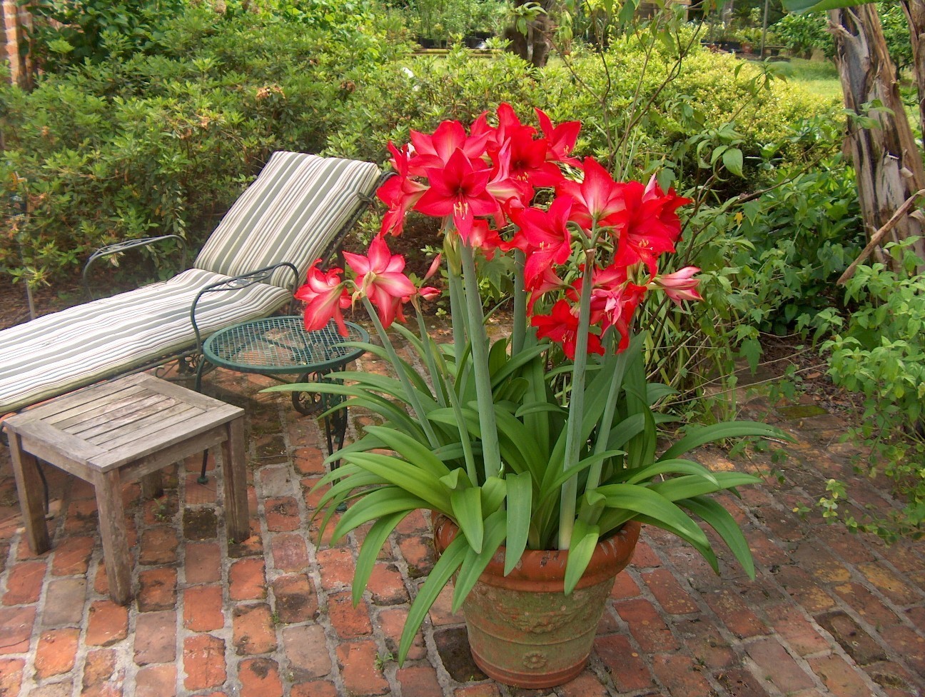 Online Plant Guide Hippeastrum hybrid / Hybrid Amaryllis